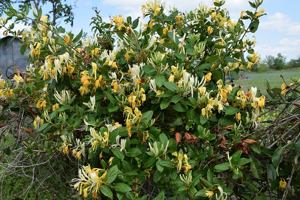 A honeysuckle vine in bloom