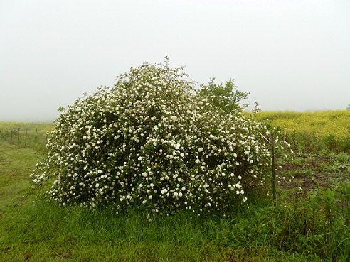 White Lady Banks almost in full bloom