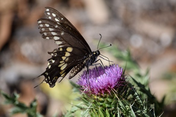 Butterfly feeding on a thistle