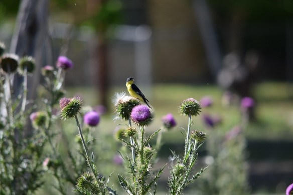 Lesser Goldfinch feeding on a thistle