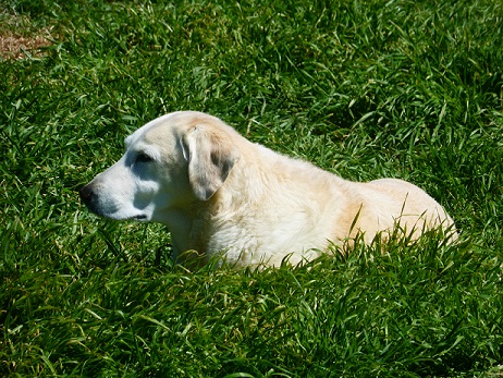 Luna, a yellow Labrador Retriever in the grass
