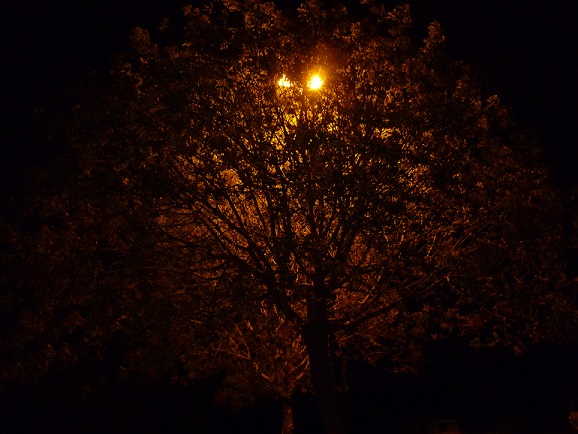 A backlit tree at night