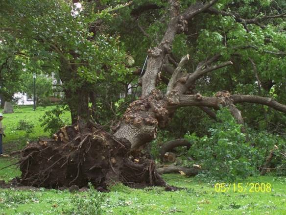 An uprooted old tree on the Texas Capitol grounds