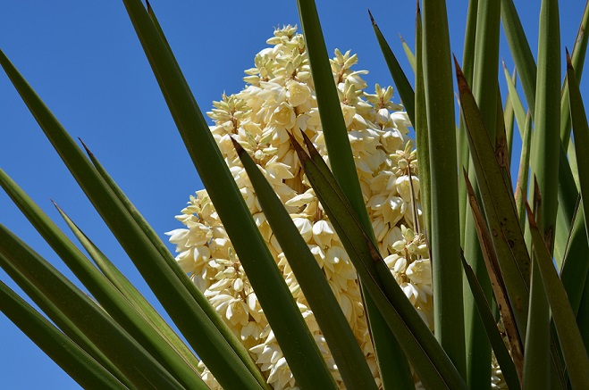 A Yucca plant in bloom