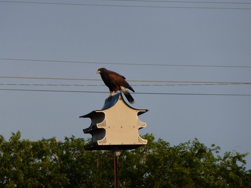 A Harris hawk sitting on top of a Martin bird house
