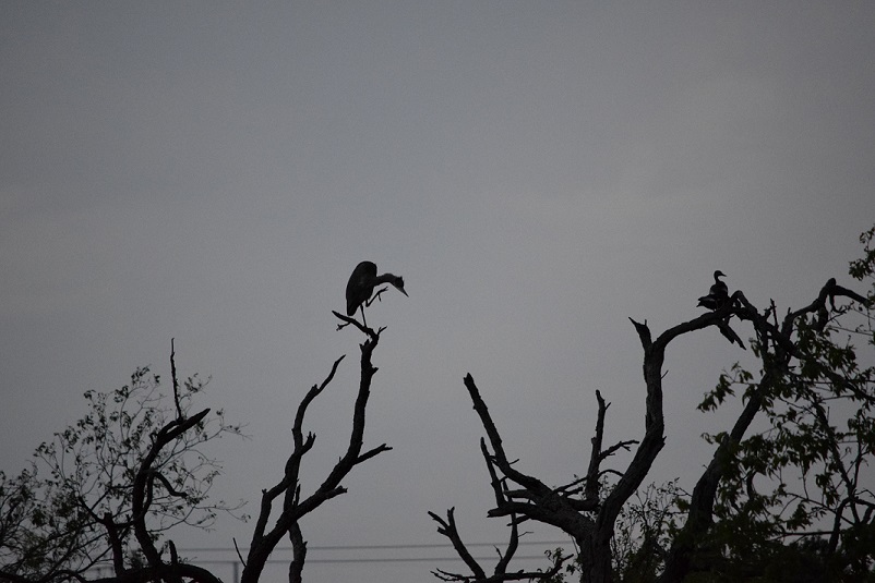 A Great Blue Heron on top of a dead tree limb