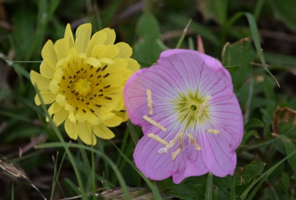 Evening primrose and yellow flower