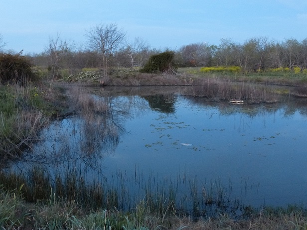 A pond full of water