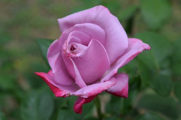 A pink rose bud opening