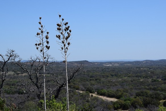 Two Yucca plants overlooking a valley