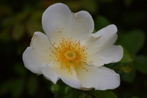 An early Mermaid rose bloom
