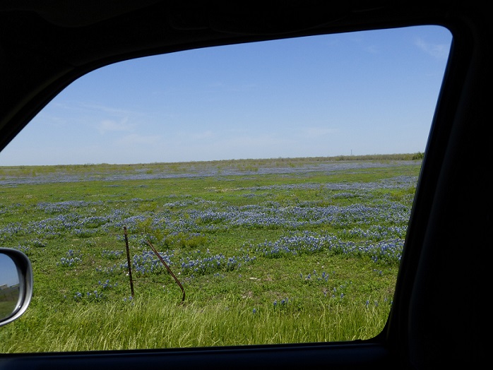 Bluebonnets in a field