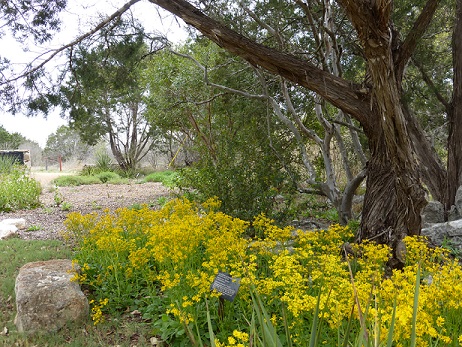 Yellow flowers at the Lady Bird Johnson Wildflower Center