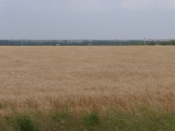 A grain field of amber color