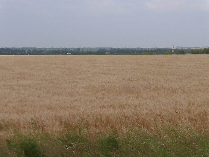 A grain field of amber color