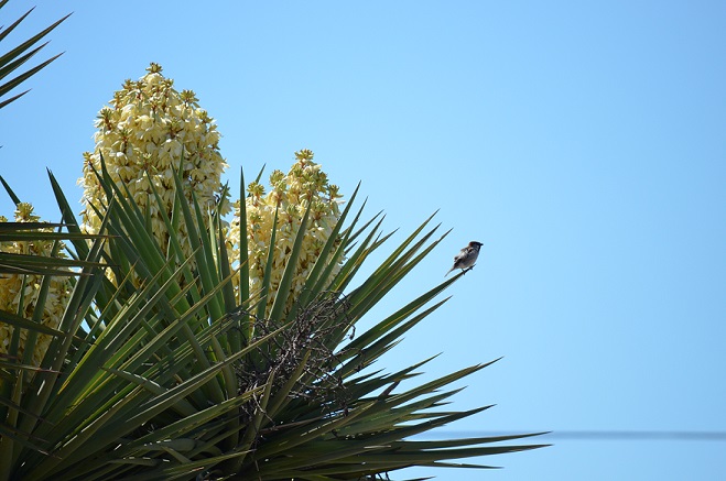 Bird and Yucca plant