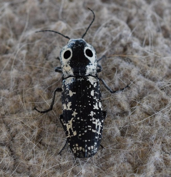 An Eyed Click Beetle
