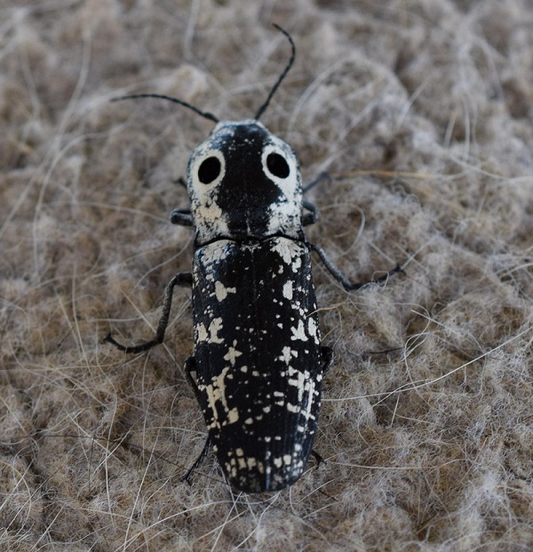 An Eyed Click Beetle