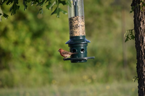 A House Finch at a bird feeder