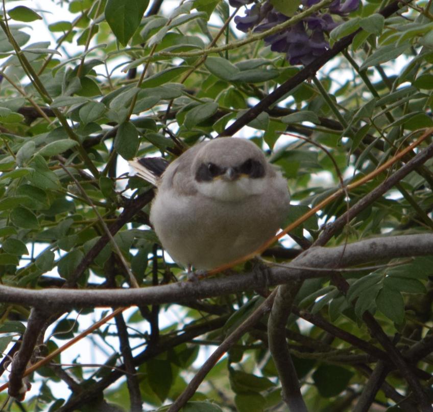 A Loggerhead Shrike baby bird in a Wisteria bush