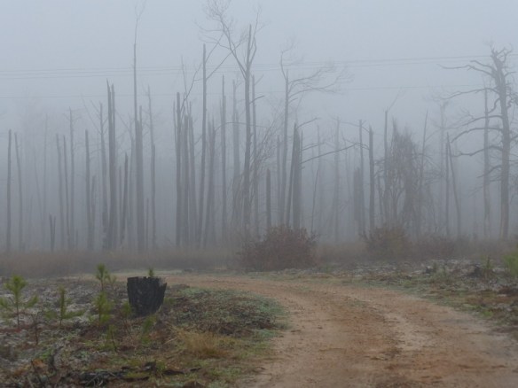 The Lost Pines in Bastrop, three years after the fire
