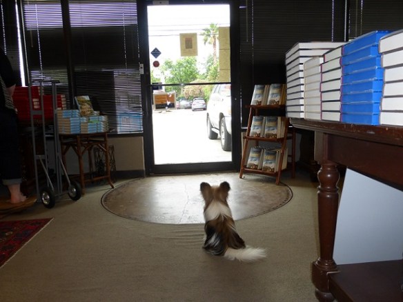 Jack the Papillon dog at his post by the door