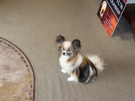 Jack the Papillon dog by the door