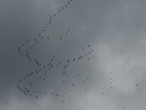 a flock of birds on their way north