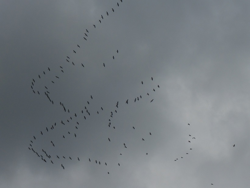a flock of birds on their way north