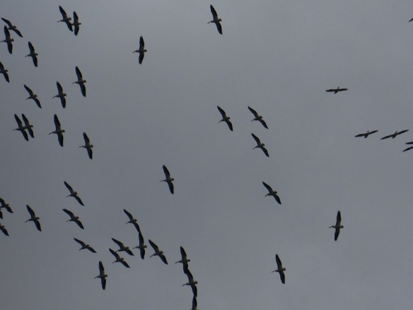 A flock of birds soaring