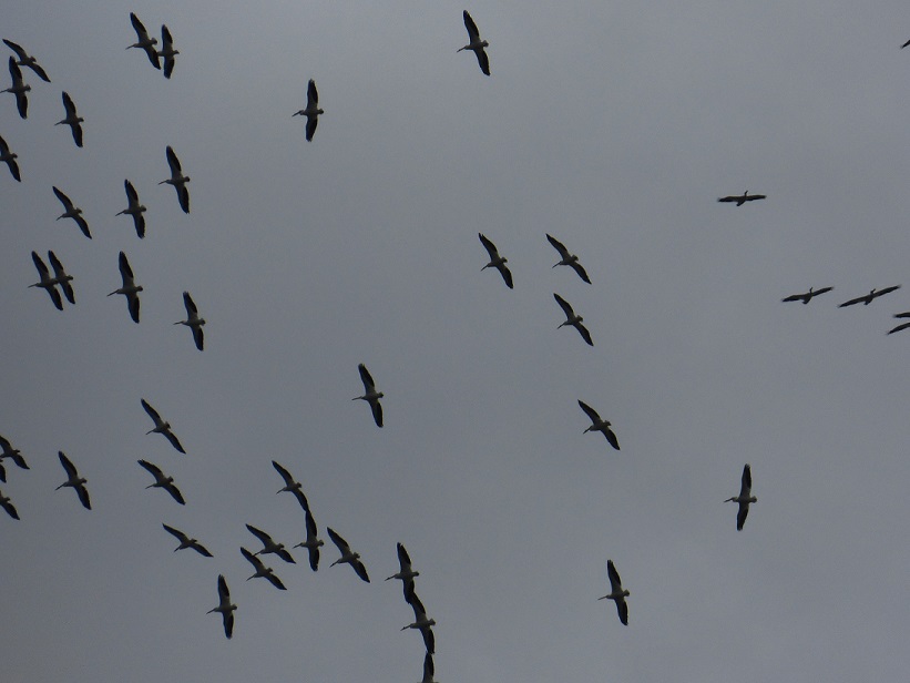 A flock of birds soaring