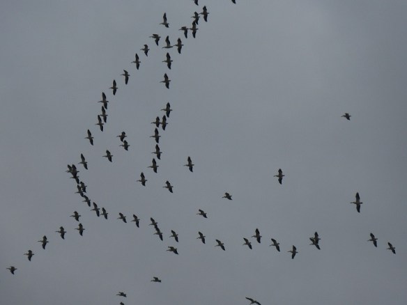 A flock of birds soaring