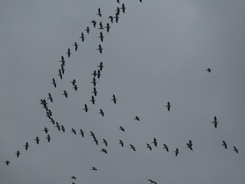 A flock of birds soaring