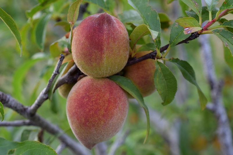 Three peaches starting to ripen