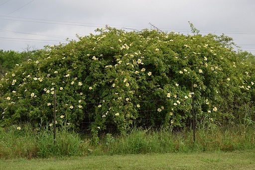 Mermaid rose bush in bloom