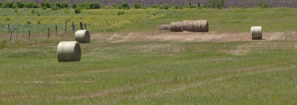 Round bales of hay