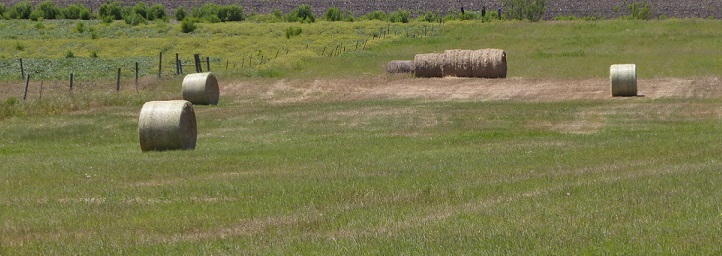 Round bales of hay