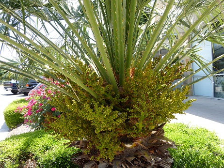 New growth on a palm tree