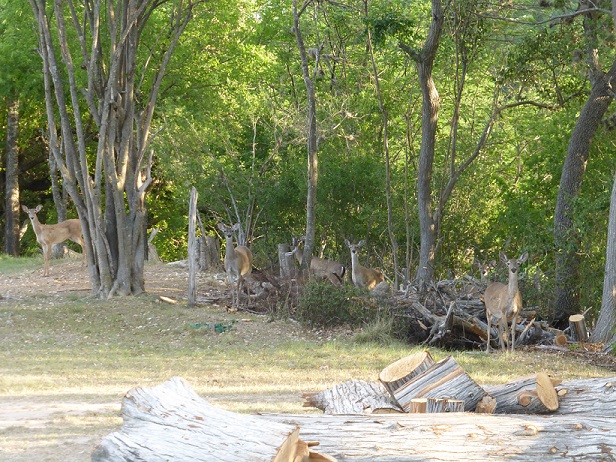 Six deer looking my way