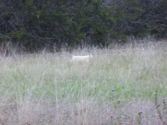 A small bobcat on the hunt in a field