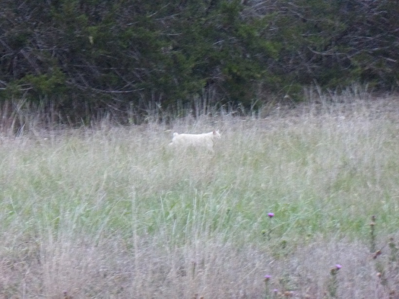 A small bobcat on the hunt in a field