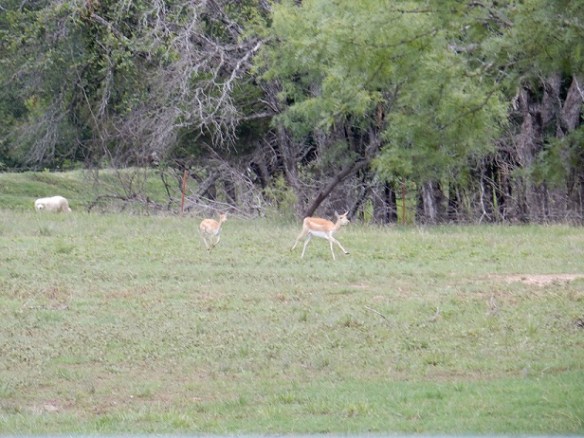 Antelope with Great Pyrenees guard dog