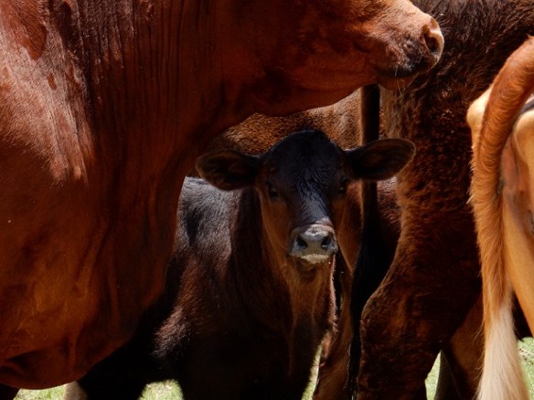 A calf among several cows