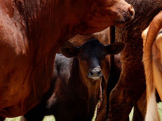 A calf among several cows