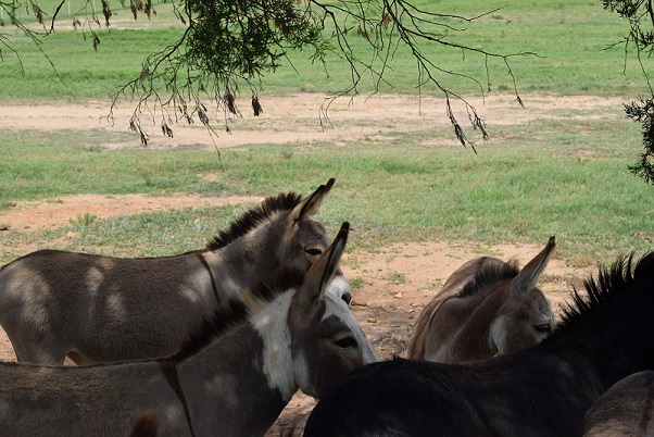 Big ears on miniature donkeys
