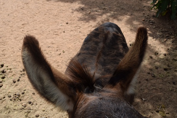 Big ears on a miniature donkey