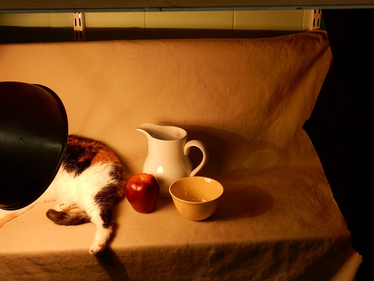The back end of a cat next to a still life display