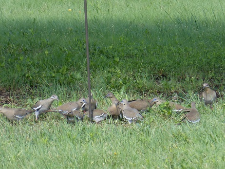 Doves feeding on scattered bird seed below a hanging feeder