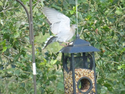 Dove trying to land on a hanging bird feeder
