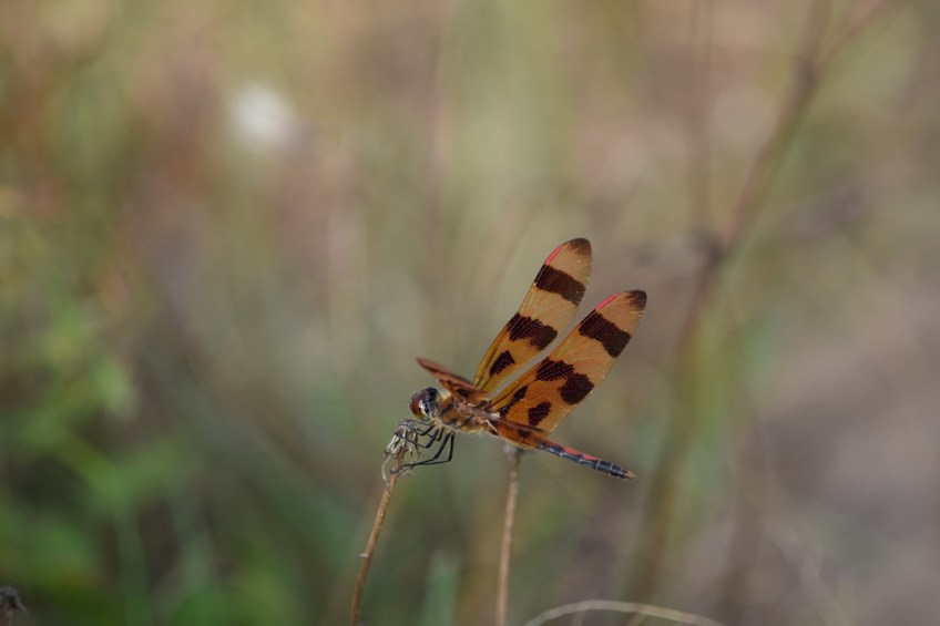 Orange and brown dragonfly